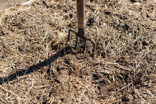 Garfo Jardim Preso Uma Cama Estrume Durante Trabalho Primavera Jardim — Fotografia de Stock