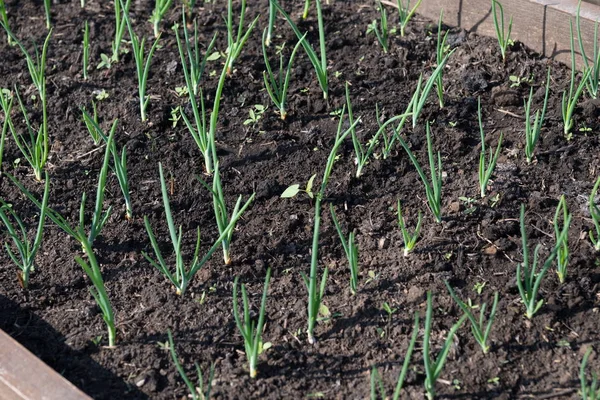 Cama Legumes Com Brotos Cebola Comum Jardim Início Verão — Fotografia de Stock