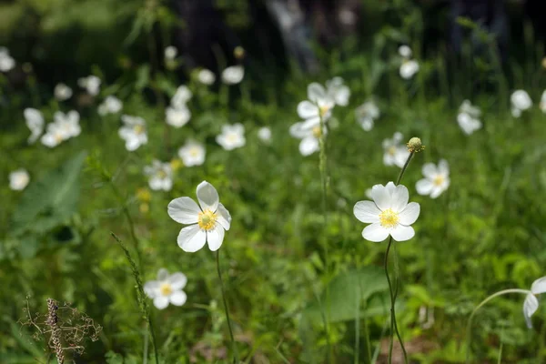 Flores Anémonas Blancas Anemone Nemorosa Crecen Prado Del Sammer — Foto de Stock