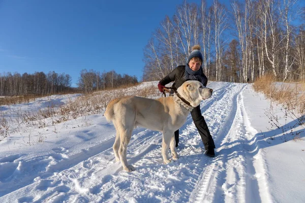 Woman Hugging Central Asian Shepherd Winter Rural Road Birch Grove — Stock Photo, Image