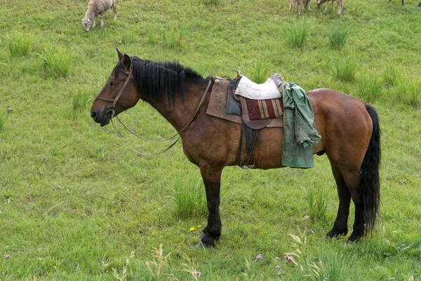 一匹马鞍和马笼的工作马站在绿草中等待着牧羊者 — 图库照片