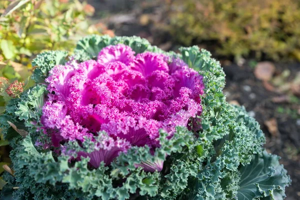 Beautiful bright pink ornamental cabbage grows in the garden in late autumn. Hybrid variety \'Nagoya Red F1\'.