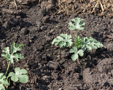 Bahçe yatağa karpuz fidan dikti