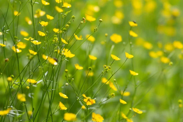 Background Yellow Meadow Flowers Buttercup Natural Environment — Stock Photo, Image