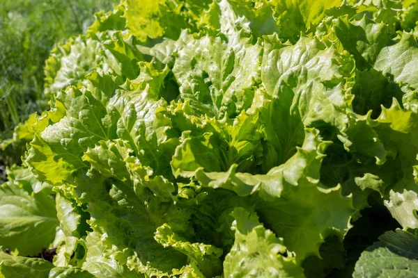 Leafy green lettuce grows on a vegetable garden on sunny summer day.