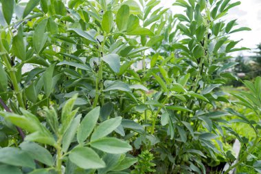 Bahçede büyüyen bitki örtüsü döneminde sebze bitki Rus siyah fasulye.