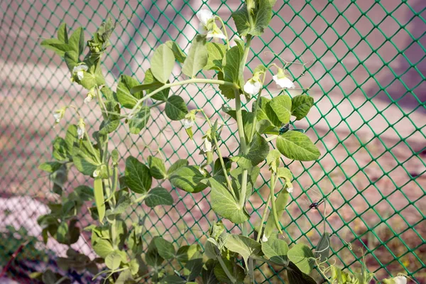 Piselli Vegetali Che Avvolgono Una Rete Giardino Con Fiori Fagioli — Foto Stock