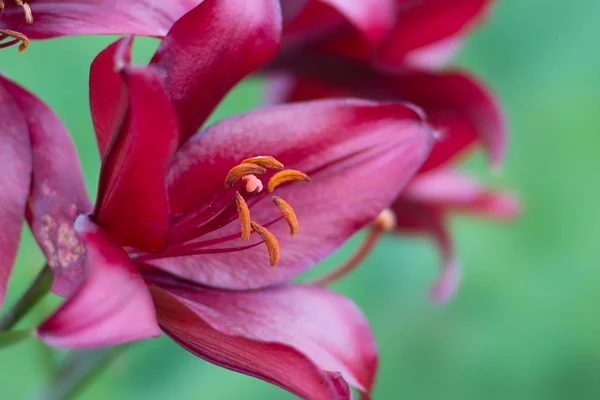 Beautiful Dark Burgundy Lily Green Background Close — Stock Photo, Image