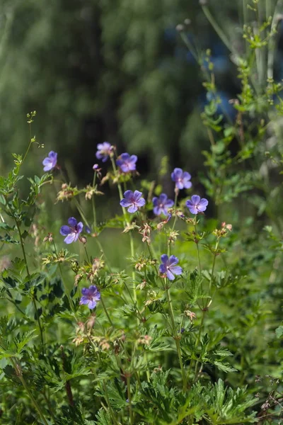 Muchas Flores Cranesbill Prado Geranium Pratense Florecen Prado Verde Bosque — Foto de Stock