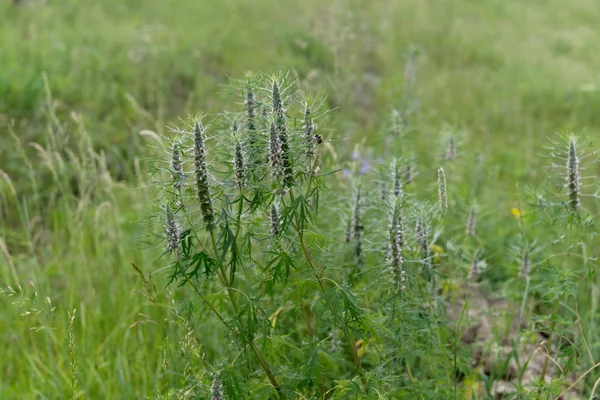 白麦草本植物 Leonuri 在夏季在草地上开花 — 图库照片