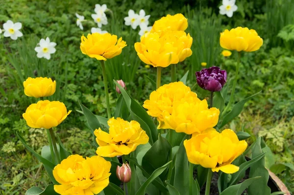 Group Yellow Tulips Bloom Spring Garden Background White Daffodils — Stock Photo, Image