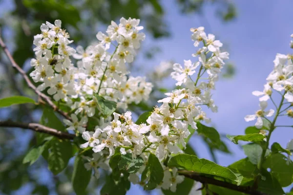 Ramo Albero Ciliegio Bianco Prunus Padus Fiorisce Contro Cielo Primavera — Foto Stock