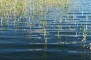 Göl sudan büyüyen su reed ile mavi genişlik.