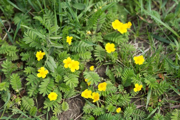 Pawtidae Collo Oca Piede Oca Latino Potentilla Anserina Con Fiori — Foto Stock