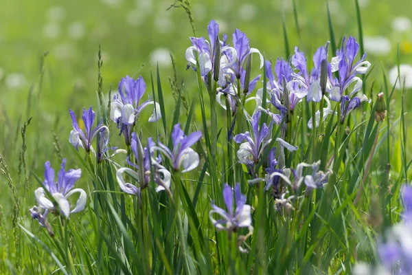 Bush Flowering Blue Siberian Iris Latin Iris Sibirica Grows Green — Stock Photo, Image
