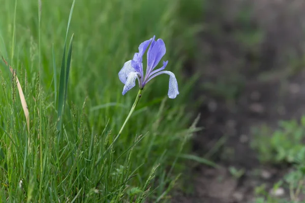 Blue Flag Siberian Iris Lat Iris Sibirica Grows Side Dirt — Stock Photo, Image