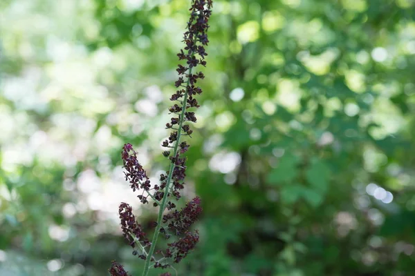 在森林的绿色背景上的黑色假黑孔花序 — 图库照片