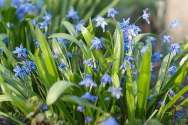 Arka plan çok yıllık, otsu, soğanlı bitki Sibirya Scilla (Latince Scilla siberica).