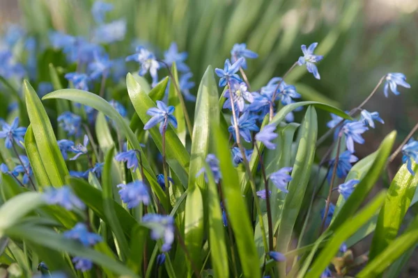 Sibirya Scilla (Latince Scilla siberica) erken Bahar çiçekli bitki kökenli.