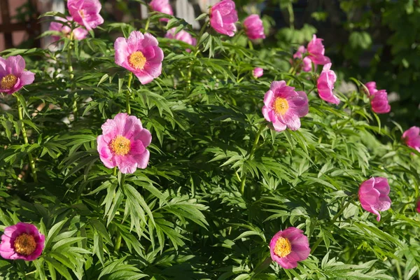 Maryin kök (lat. Paeonia anomala) Çiçek bahçesinde bir vahşi pembe basit Şakayık Bush.