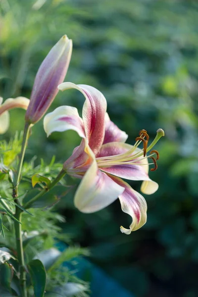 Beautiful Decorative White Lily Natural Green Background Garden Vertical — Stock Photo, Image