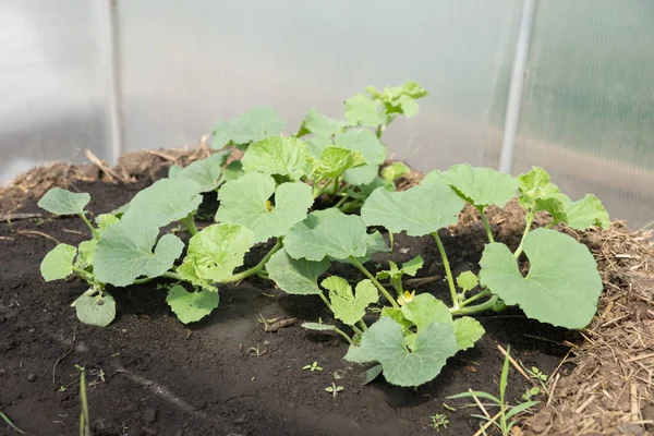 Los Plantones Melón Que Crecen Invernadero Huerto Caliente Primavera — Foto de Stock