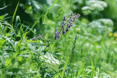 Vahşi boğan (Aconitum exelsum - A. septentrionale Koelle), son derece zehirli bitki bir orman glade yaz aylarında çiçek açar.