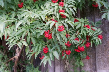 Bush Elderberry kırmızı (Sambucus racemosa) köy evinin ahşap bir çit yakınında yetişir.