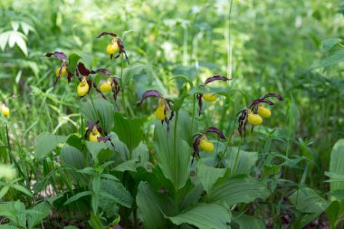 Nadir türler vahşi sarı orkide grandiflora Lady's Slipper (Cypripedium calceolus) bir yaz günü yeşil bir orman çim Bush gölgesinde büyüyen.