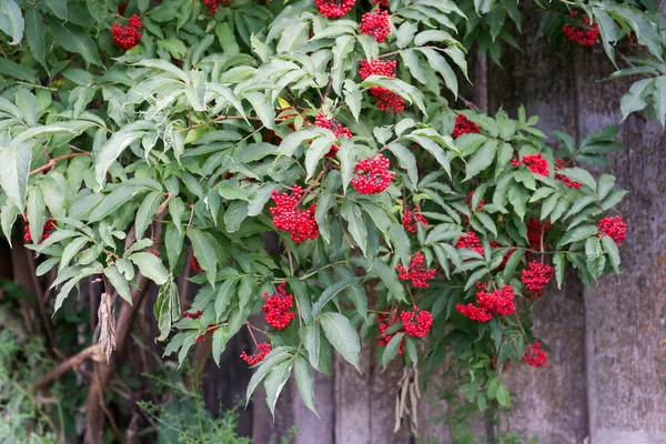 Bush Sambuco Rosso Sambucus Racemosa Cresce Vicino Una Recinzione Legno — Foto Stock