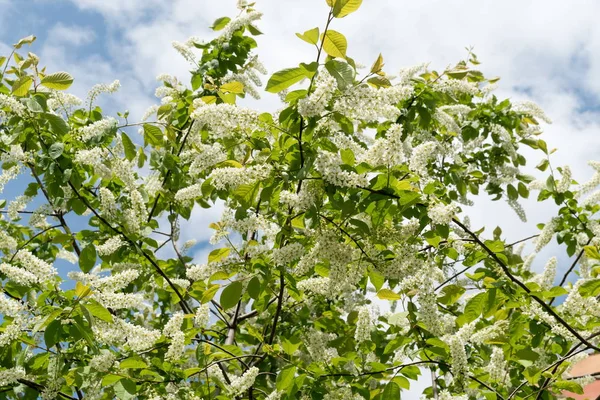 一般的な鳥の桜 プルヌスパドス 青い空に対して大きな白い花序で咲きます — ストック写真