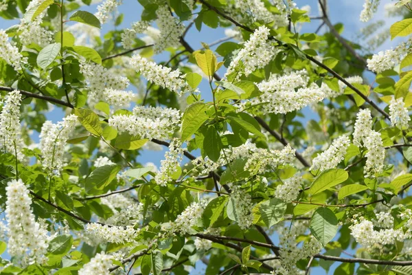 Fundo Floração Grandes Inflorescências Brancas Cereja Comum Prunus Padus — Fotografia de Stock