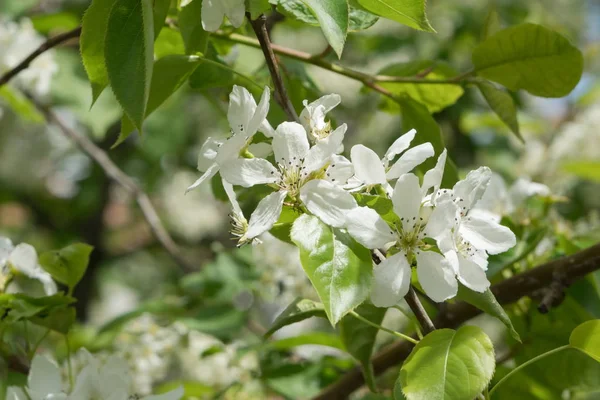 Blommande Gren Äppelträd Närbild Början Våren — Stockfoto