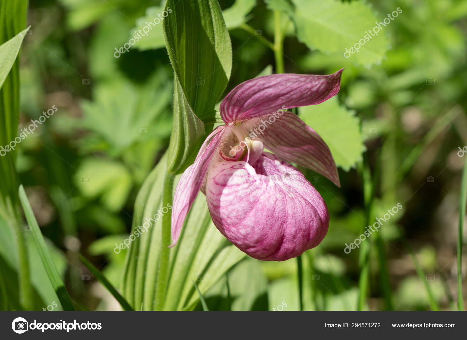 Rare Species Wild Large Flowered Orchid Venus Shoe Cypripedium
