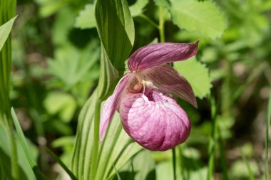 Güneşli bir günde ormanda yabani büyük çiçekli orkide nadir türler 
