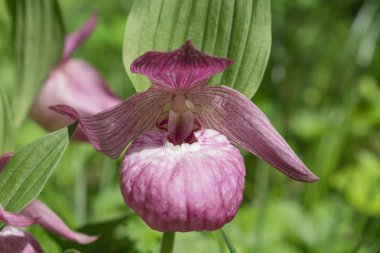 Güneşli bir günde, ormanda yabani büyük çiçekli orkide 
