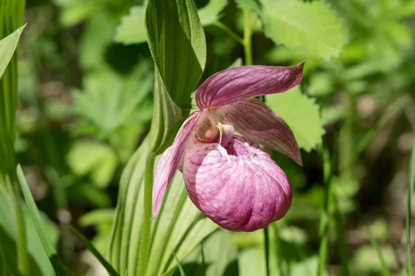 Güneşli bir günde ormanda yabani büyük çiçekli orkide nadir türler 