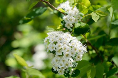 Yeşillikler arasında Spirea beyaz (lat. Spiraea alba) çiçekli çiçeklenme.