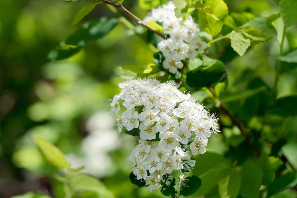 葉の中のスピレアホワイト ラットスピラアイアルバ の開花花序 — ストック写真