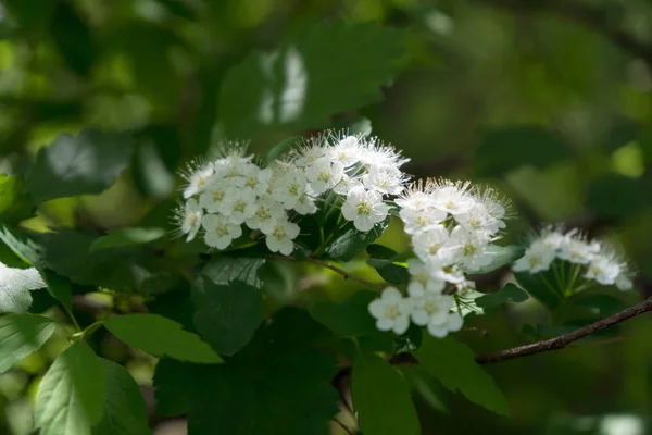 Blütenzweig Der Weißen Spirea Lat Spiraea Alba Unter Dem Laub — Stockfoto