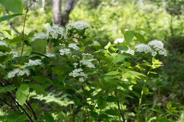 Struik Bloeiende Spirea Wit Lat Spiraea Alba Groeit Het Bos — Stockfoto