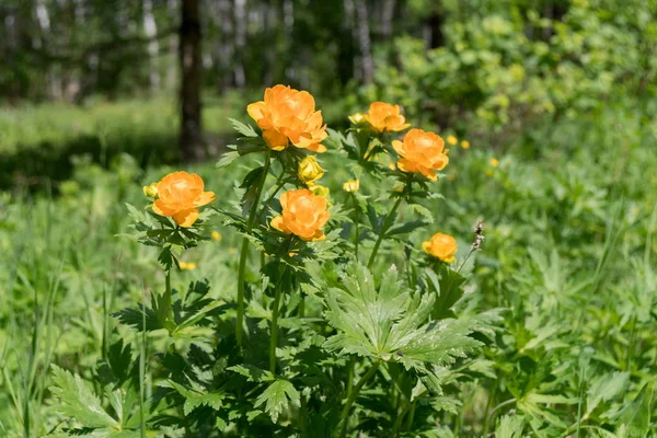 Flowering Orange Twinkle Asian Lat Trollius Asiaticus Forest Clearing Sunny — Stock Photo, Image