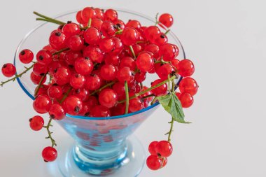 Hafif bir arka plan üzerinde şeffaf bir vazo dallar üzerinde kırmızı frenk üzümü yakın çekim