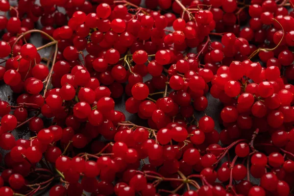 Background of fresh red berries of viburnum — Stock Photo, Image