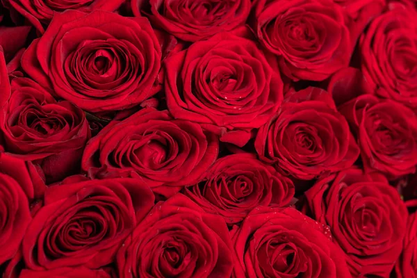 Background of red rose horizontal orientation close-up — Stock Photo, Image