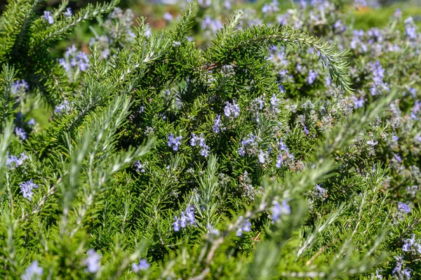 Rozemarijn struik met blauwe bloemen close-up selectieve focus — Stockfoto