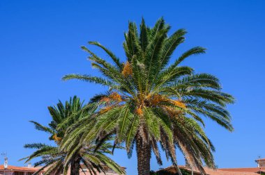 İki palmiye ağacı, mavi gökyüzüne çapraz olarak yakın çekim