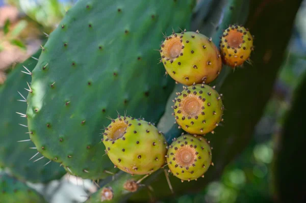 Frutos de pêra espinhosos em folhas foco seletivo close-up — Fotografia de Stock