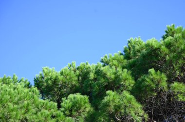 Mavi gökyüzüne karşı uzun iğneler ile iğneağaçları