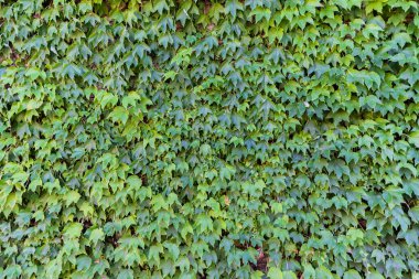 Kalın yeşil yaprakların arka planı. Yatay yönelim